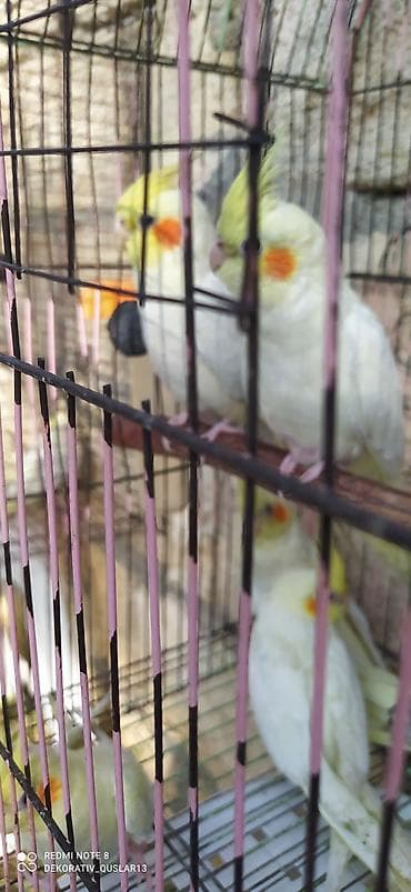 balaca danalar: Salam bayram endirimlərindən istifadə edə bilərsiniz — 7