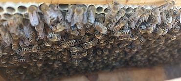 arı qutusu: Arılar 7 ramkada dolu super güclü arılardır 4_5 ramka qurddur 10 günə — 4