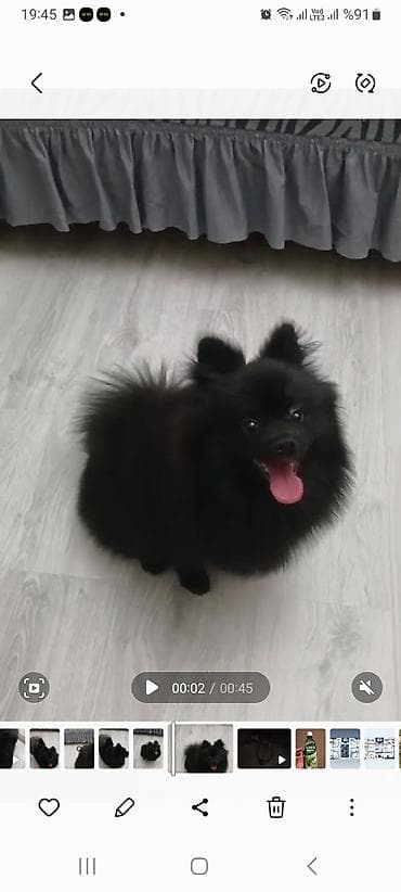 şpitz itlər: Şpitz — 3