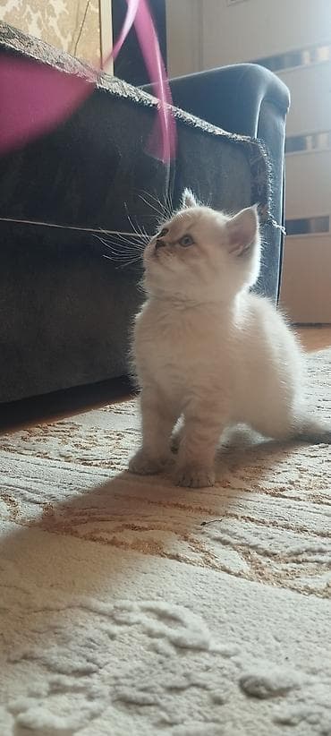 labrador balasi satilir: Erkək, Dişi, Yaxşı əllərə, Ünvandan götürmə, Ödənişli çatdırılma, Rayonlara çatdırılma — 7
