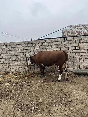 iney dana: Simental etik — 2