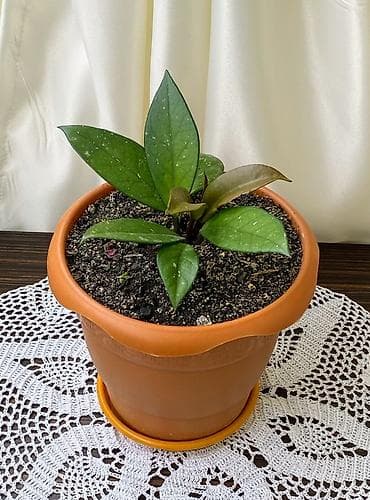 Hoya (Vaxtan bağı – “Mumlu sarmaşıq”) dekorativ otaq bitkisi - — 1