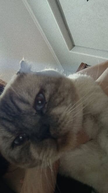 pişik pişik: Şotland, Erkək, Cütləşmə üçün — 3