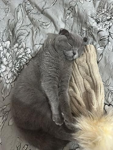 siyan pişik: Şotland yastı qulaq — 5