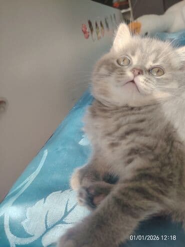 şotland pisik: Şotland, Erkək — 2