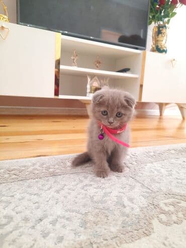 вислоухий кот цена: Шотладская вислоухая — 2