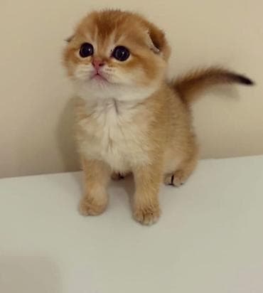 Шотландская — 5