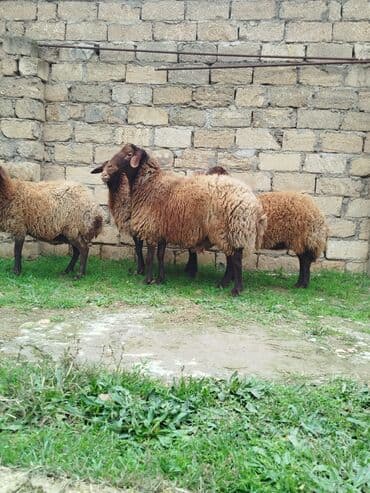 Dovşanlar: Qala cınsı qoçluq 1yaş 6aylıq — 4