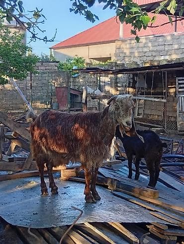 erkek: 3 ayın kecib erkekdi ana saf qan helebdi atası muruciana — 2