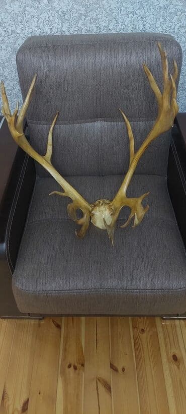 keçi buynuzu bəhməzi qiyməti: Təbii maral buynuzu satlır — 5