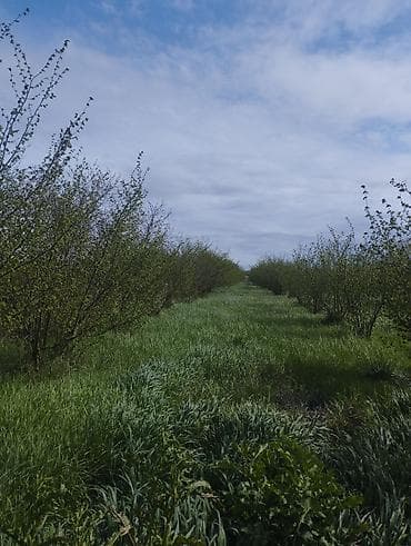 corat heyet evleri: Kənd təsərrüfatı — 3