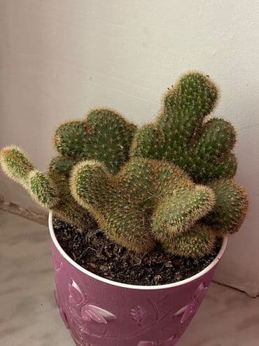 advent calendar qiymeti: Kaktuslar fərqli qiymətlərlə — 5