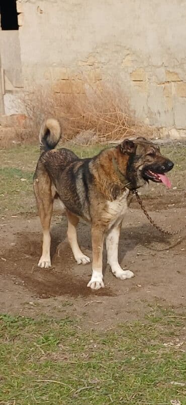 Lexus: Qurdbasar, 2 il, Erkek, Peyvəndli, Ödənişli çatdırılma — 7