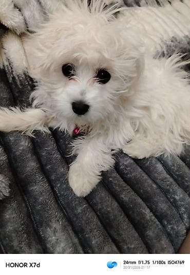 dişi pudel: Malta bolonka, 3 ay, Dişi, Peyvəndli — 2