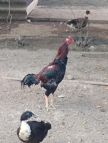 it heyvan: Xoruz, Heyratı, il: 1, Ünvandan götürmə — 2