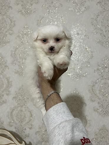 maraqli it adlari: Şpits 2 ayliğ erkek bala peyved olunb qurd dermani verlib. Real — 3