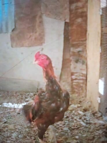 xoruz sekli: Məhsul: Uzunboyun, incə bədən quruluşlu kənd xoruzu Təsvir: - Rəng — 5