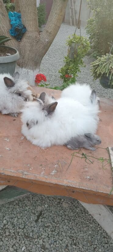 bala dovşanlar: Akor bala 10m — 1