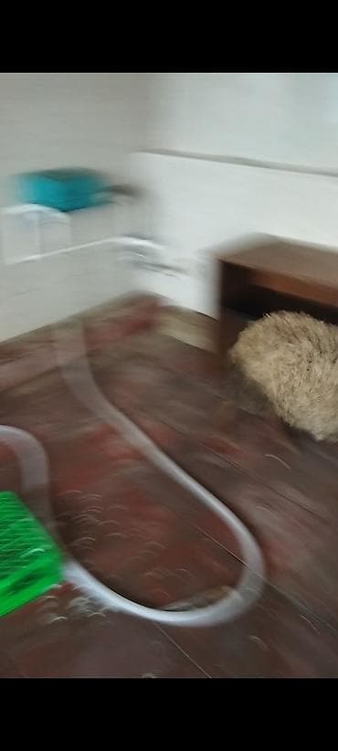 Yemlər: Qoyun – yerli cins • Rəng: tünd qəhvəyi, yünlü örtük • Qulaq və — 2