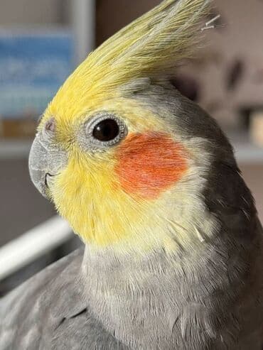 Korella quslari cutu disi ve erkek satilir qefesi ile birge. 3