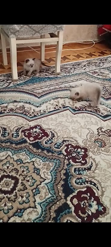 pişik: Scottish Fold və Siam tipli balaca pişiklər - Cins/Tip: Şəkillərdə — 3