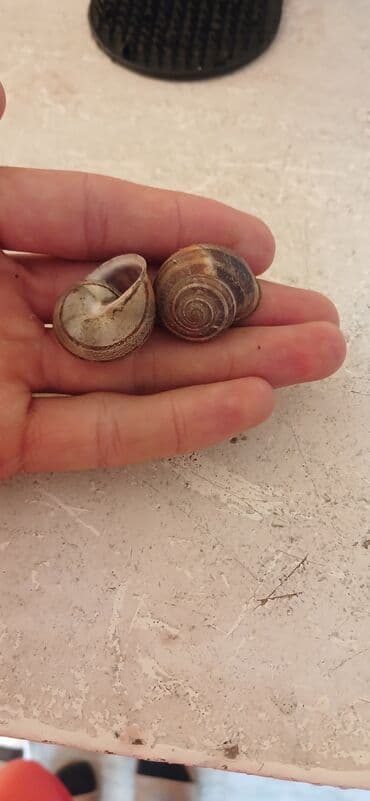 qurbanliq quzu satisi: Ekzotik heyvan severler ve incesenet üçün dekorasiya axtarirsansa — 2