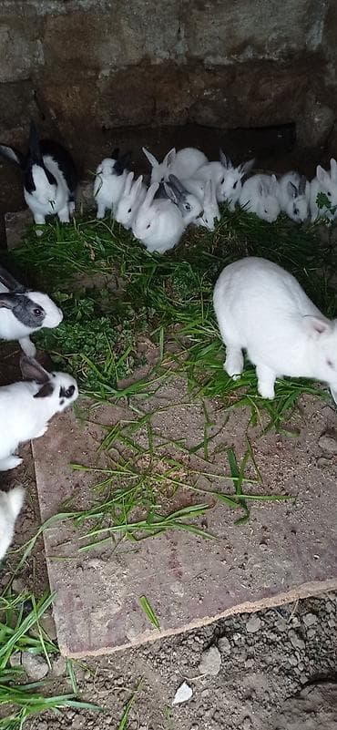 Damazlıq dovşanlar – müxtəlif rənglər və ölçülər - Növ: Ev dovşanları