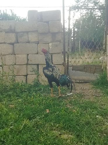 Məhsul: Cins xoruz Təsvir: - Uzunboyun, hündür ayaqlı, əzələli — 1