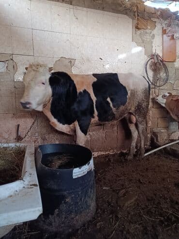 cins ineklerin satisi 2019: Dana, buzov, Erkək, Simental, ay: 1, 345 kq, Ətlik, Damazlıq, Ödənişli çatdırılma, Ünvandan götürmə — 3