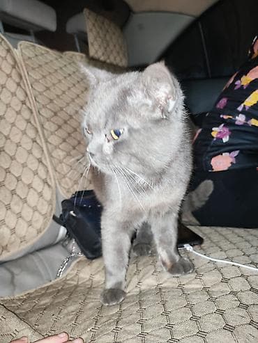 tüklü pişiklər: Rus mavi, Erkək, Yaxşı əllərə, Ödənişli çatdırılma — 4