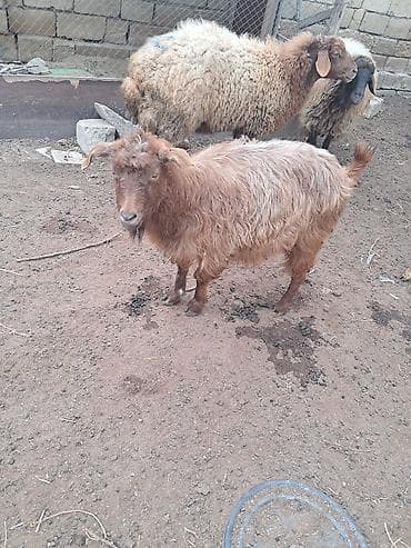 Keci saqlam heyvandi