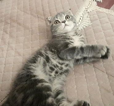 meymun heyvan: Şotland yastı qulaq, Erkək — 5