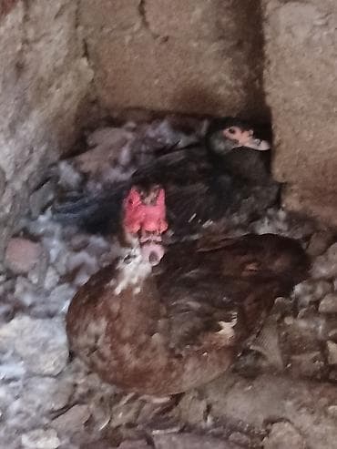 Kənd təsərrüfatı quşları: Erkək, | Lal ördək, Damazlıq — 4
