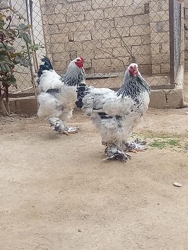 Brahma cinsli toyuq və xoruzlar - Ağ-qara rəngli, qalın lələk örtüyü
