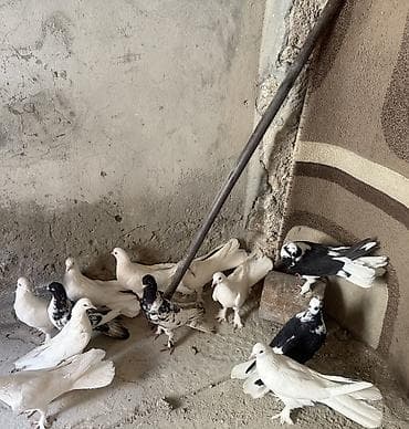 Digər heyvanlar: 12 dene quwdu,ust uste 15 azn tek cut qiymet ferqlidi tam saglam — 7