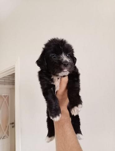 husky satilir: Malta bolonka, 2 ay, Dişi — 1
