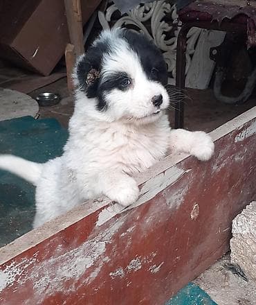 barama qiyməti: Qafqaz çoban iti, Dişi — 5