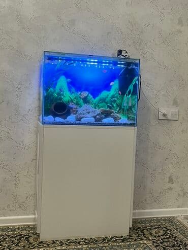 qus yuvasi duzeltmek: Akvarium-şkaf, Balıqlarla birlikdə, 90 l, Ödənişli çatdırılma — 2