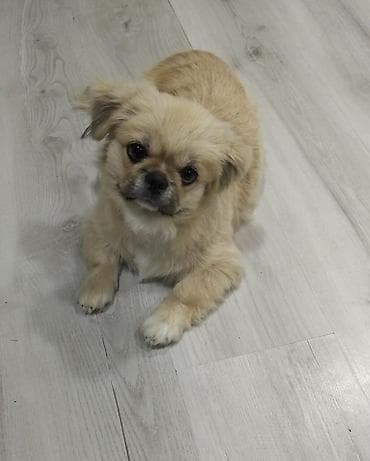 heyvan: Pekines — 1