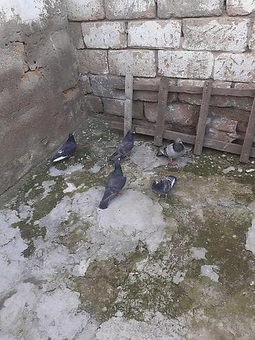 itlerin satisi 2017: Balada var erkeyde var mayada var usd usde goturen olsa 10 azn unvan — 1