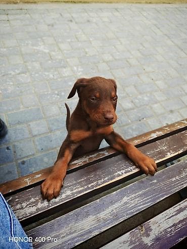 Quşlar: Saf qanlı balaca it balası – şokolad rəngli, qara-qəhvəyi tünd — 2