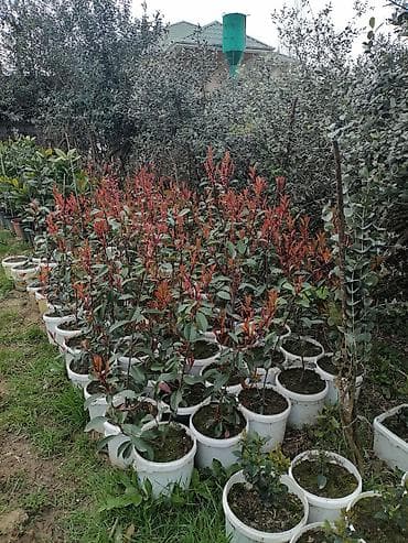 kok saplar: Həmişəyaşıl dekorativ kol – Photinia (Red Robin) şitilləri - Qablarda — 1