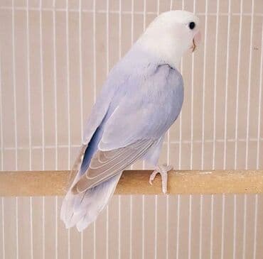 məhəbbət quşu qiyməti: Renge gore qiymetler deyisir — 1