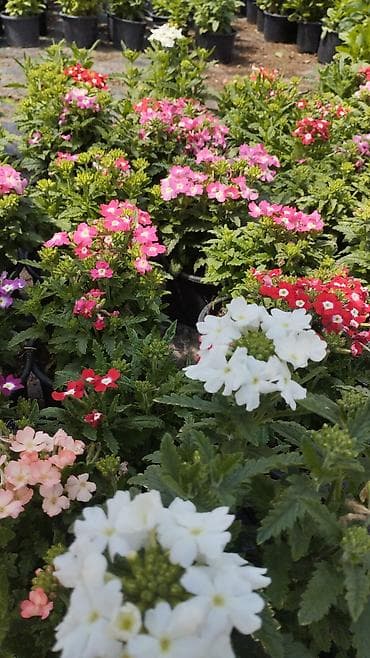 Məhsul: Saksı gülləri – sardunya (Pelargonium) və verbena kolleksiyası