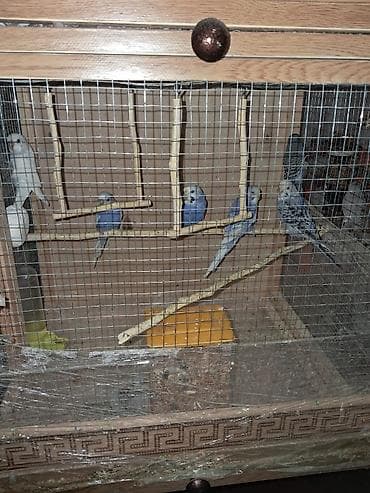 Balıqlar: Salam tutuquşular satılır 6 ədəd baladılar.Qəfəs su və yem qabı bir — 6