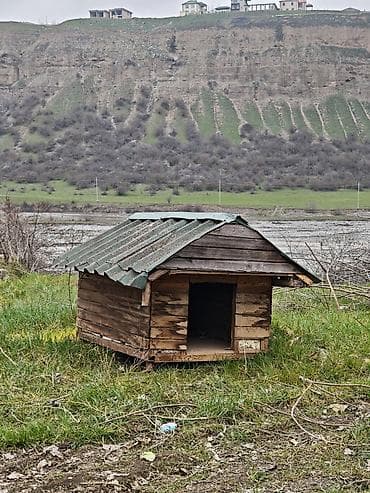 meymun satişi: Salam it yuvasi satilir birinci şekildeki kimi de sata bileriy yani el — 4