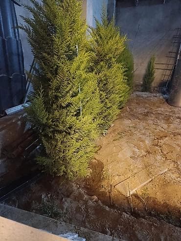 mastaga ev: Şüvəlan qəs., 140 kv. m, 5 otaqlı, Kombi, Qaz, İşıq — 8