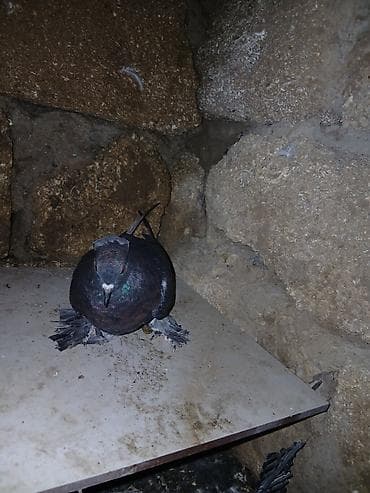 iran goyercin: Qara goy lələyli kekili maya zır oynaqdı isdeyen şexsiye yazsın‼️ — 2