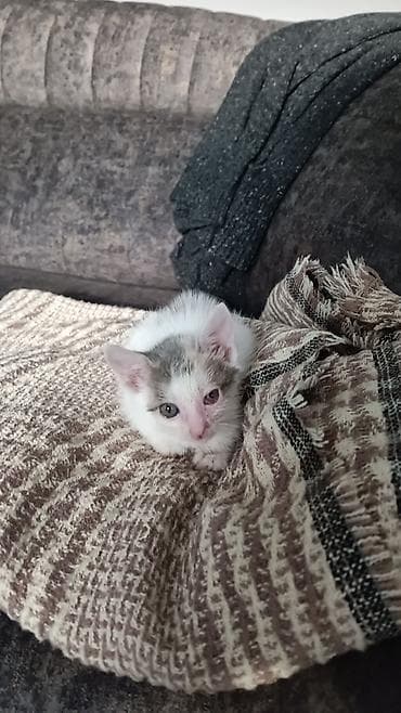 sahibləndirmə: Dişi, Yaxşı əllərə, Pulsuz çatdırılma — 1