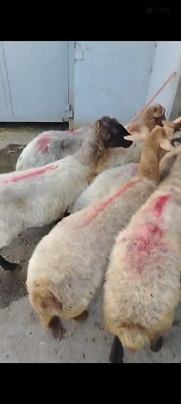 С/х животные и товары: Salam aleykum kök qoyunlardı qiymet kesgiye 14. 5m cavan qoyunlardı — 5